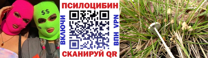 Купить где  Дорогобуж  Псилоцибиновые грибы мицелий 